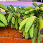 PLATANO
