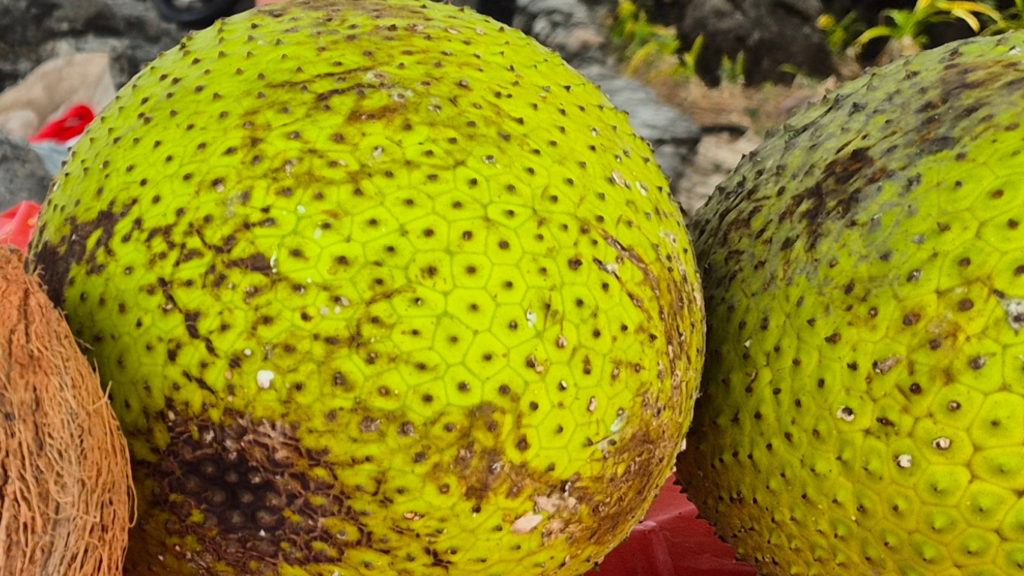 Avanzan las investigaciones para crear bebida a base de Bread Fruit