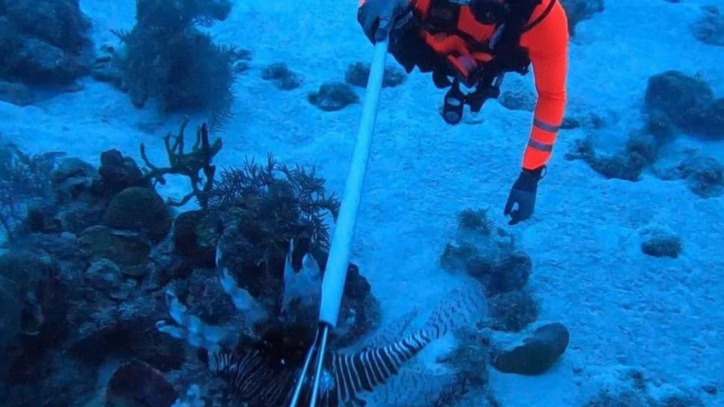 Cerca de 100 peces león fueron retirados del mar de los siete colores
