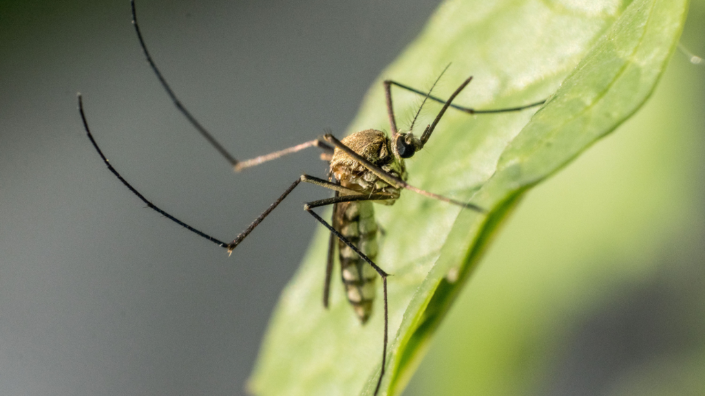 Inicia el cronograma de fumigación contra el dengue en San Andrés